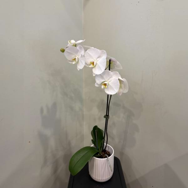 White Orchid Plant 